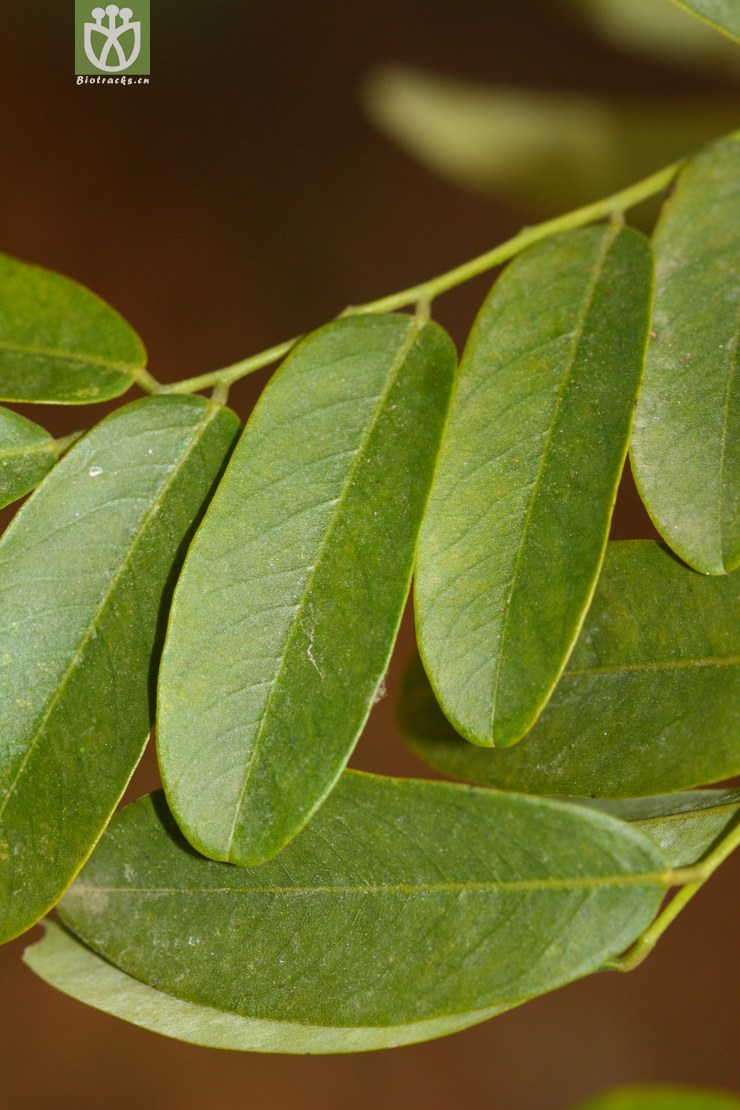 dalbergia yunnanensis滇黔黄檀【依据foc】2011-12-26xx-yn (2).