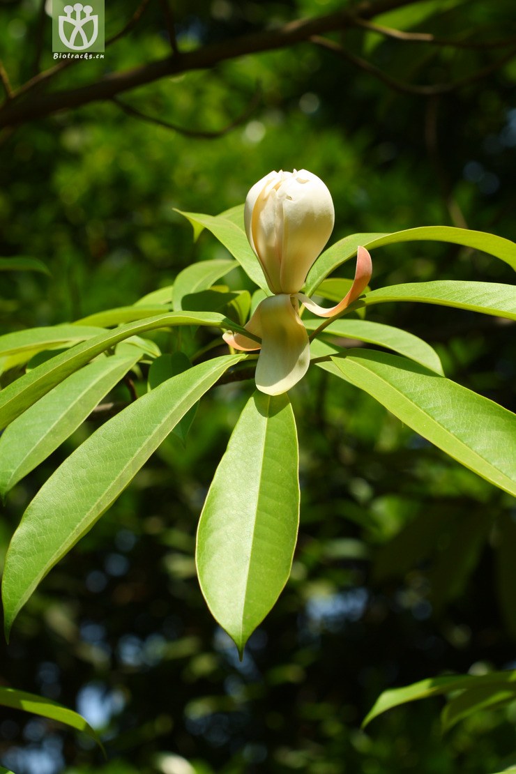 manglietia hebecarpa毛果木莲2012-05-05xx-yn (0).