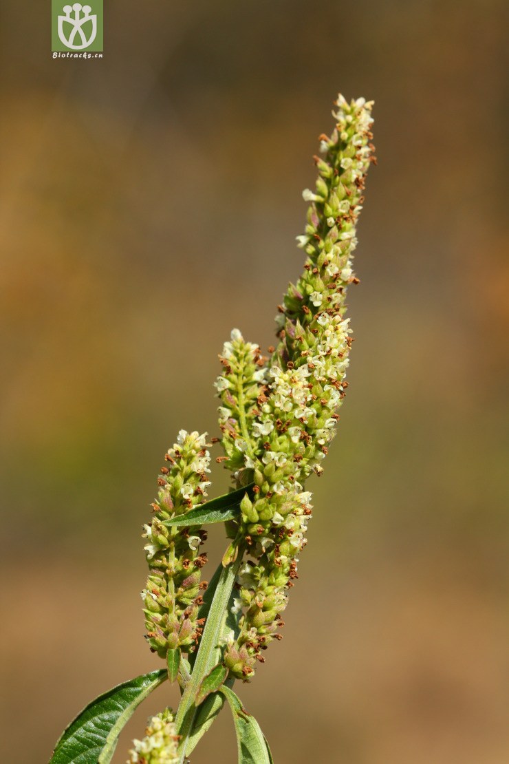 elsholtzia blanda四方蒿2012
