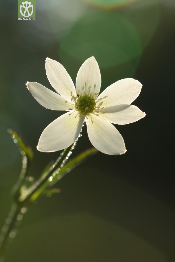 anemone rivularis var. rivularis草玉梅2012-04-11xx-yn (3).jpg