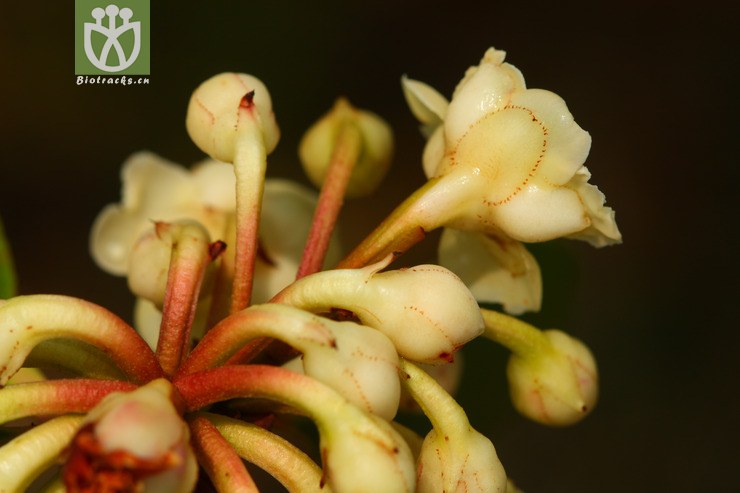 ternstroemia gymnanthera厚皮香2012-05-10xx-yn (2).jpg