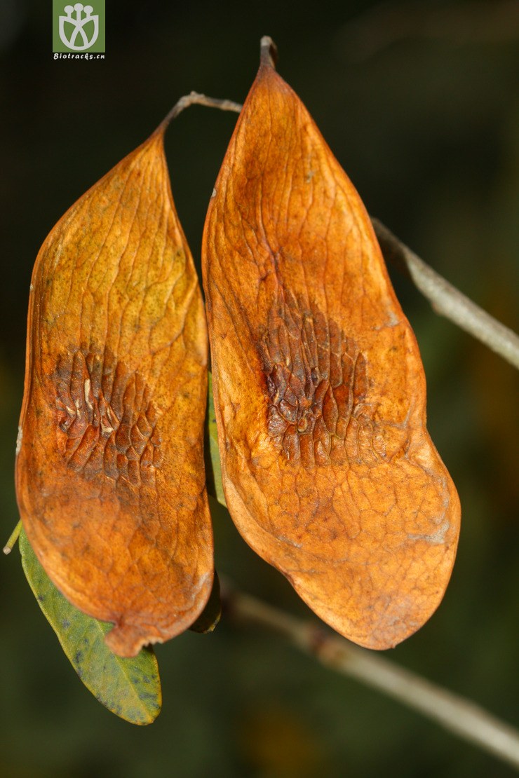 dalbergia yunnanensis滇黔黄檀【依据foc】2011-12-26xx-yn (1).