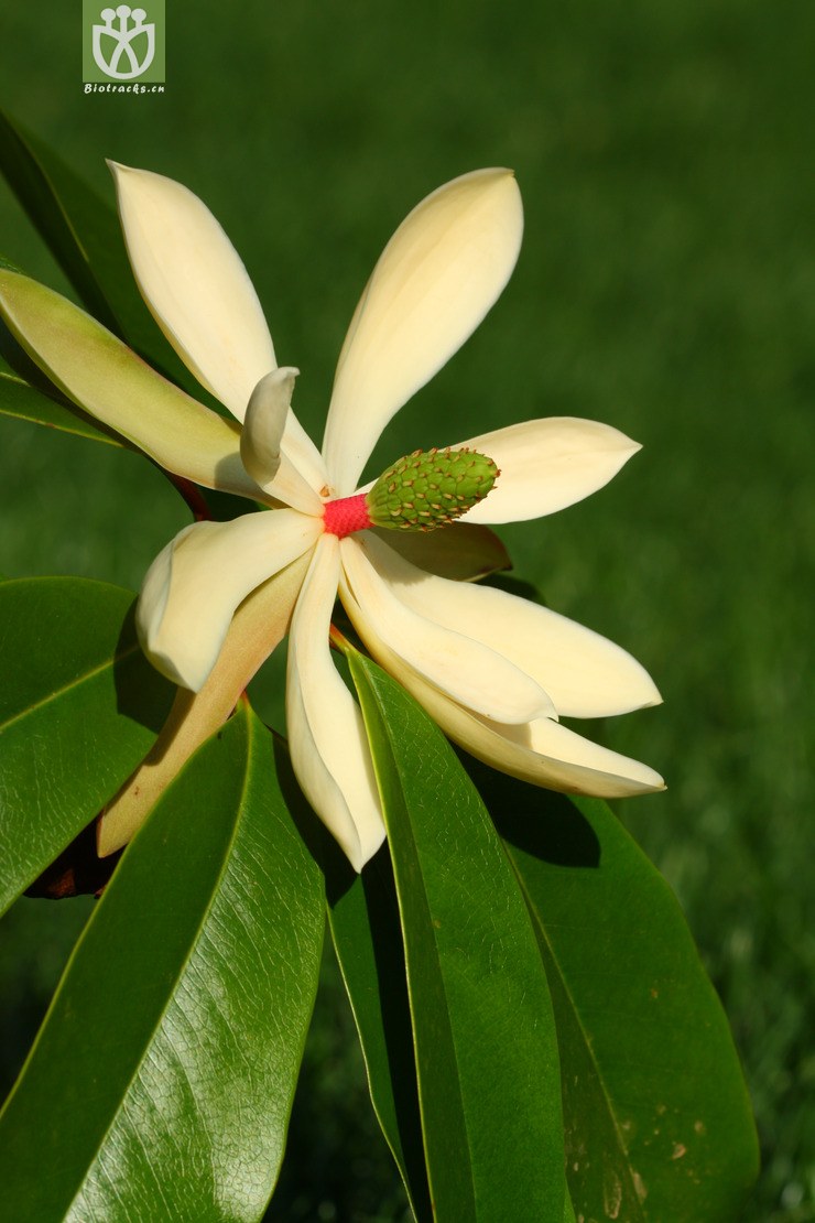 manglietia hookeri中缅木莲2012-04-09xx-yn (32).