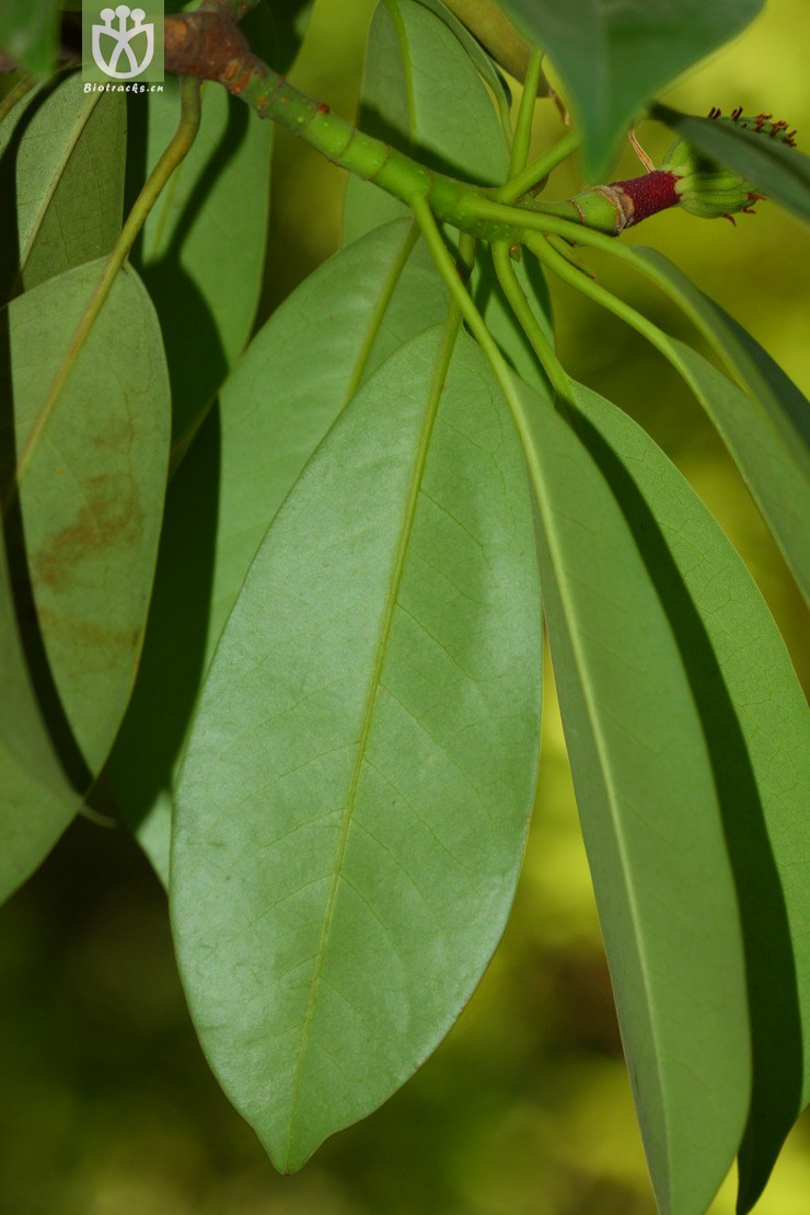 manglietia obovalifolia倒卵叶木莲2012-05-05xx-yn (13).jpg
