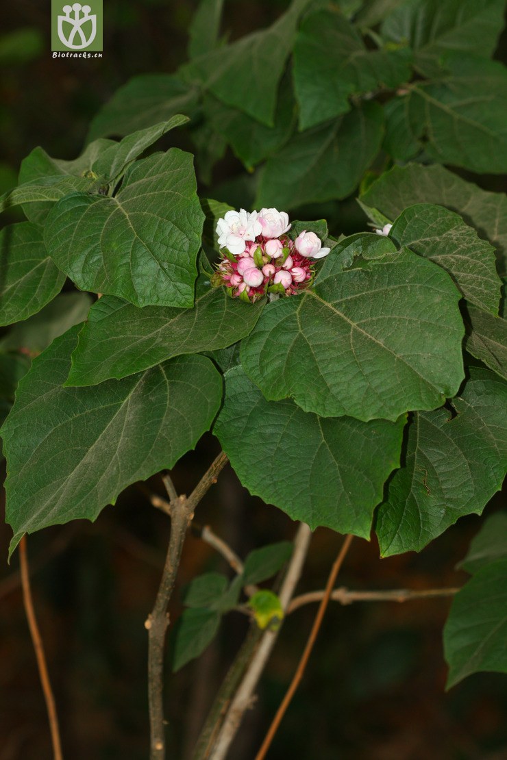 philippinum重瓣臭茉莉【g】2012-05-05x