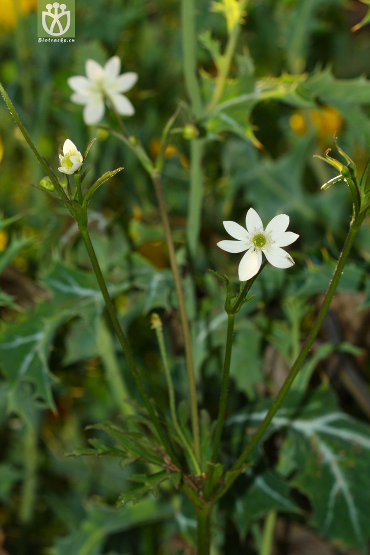 anemone rivularis var. rivularis草玉梅2012-04-11xx-yn (0).jpg
