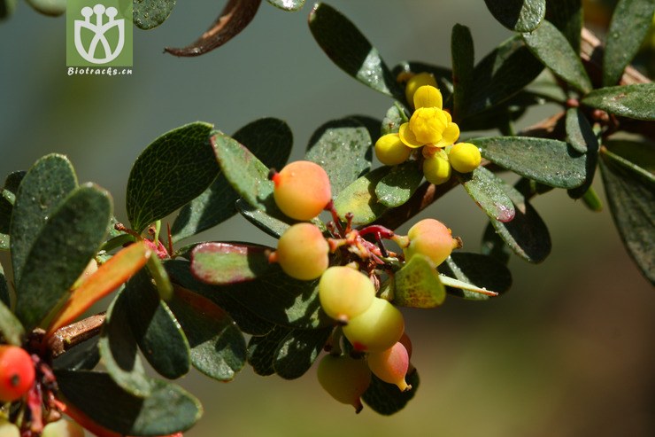 berberis wilsonae var. wilsonae金花小檗2012-02-17xx-yn (10).