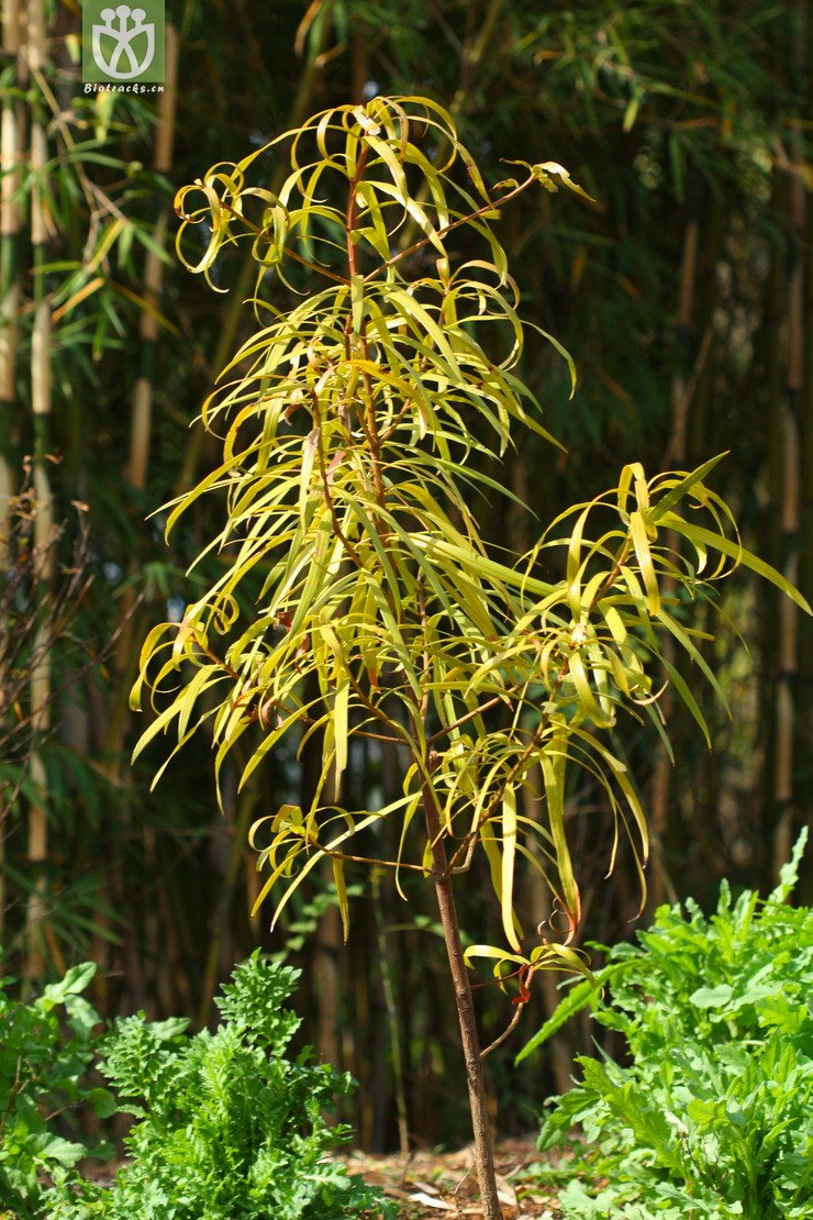 图片信息-kingdonia-植物云数据