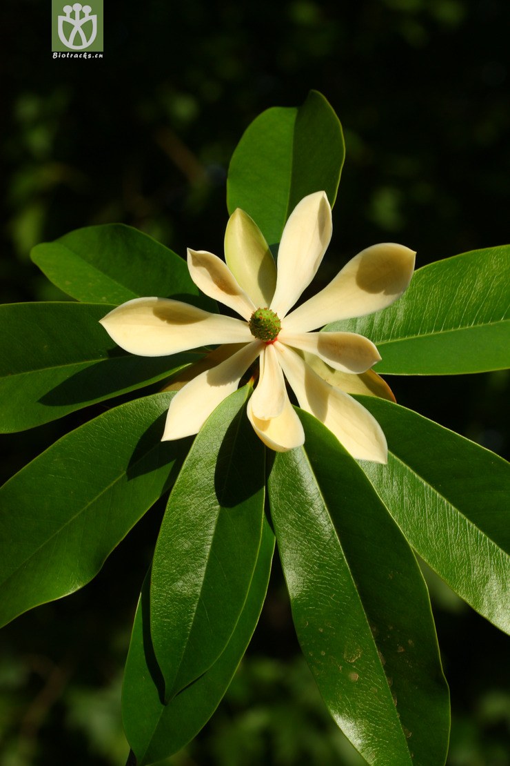 manglietia hookeri中缅木莲2012-04-09xx-yn (35).