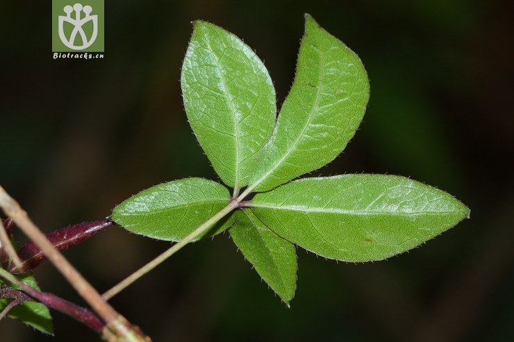 五加科五加属,牌子为雷五加,但是是错的2012-01-08xx-yn (6).