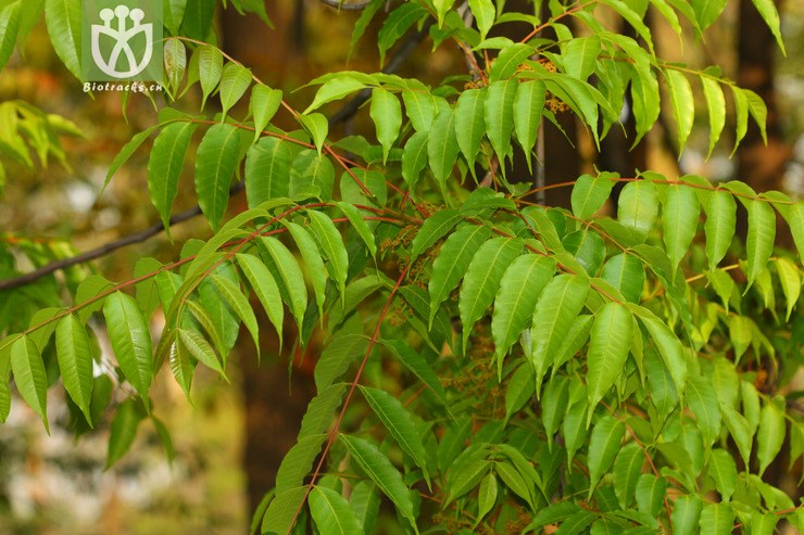 choerospondias axillaris var. axillaris南酸枣2012-03-17xx-yn (1