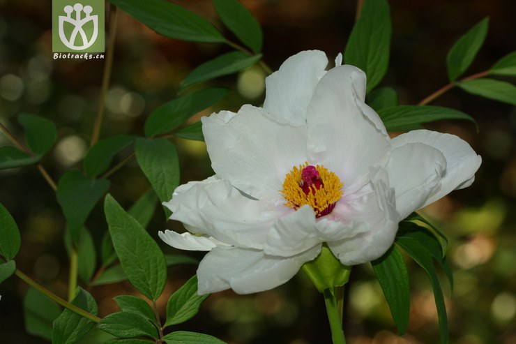 paeonia ostii凤丹【focyzzw】2012