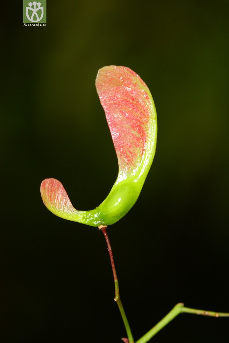 acer laevigatum var. laevigatum光叶槭【依据foc】2012-04-06xx-yn