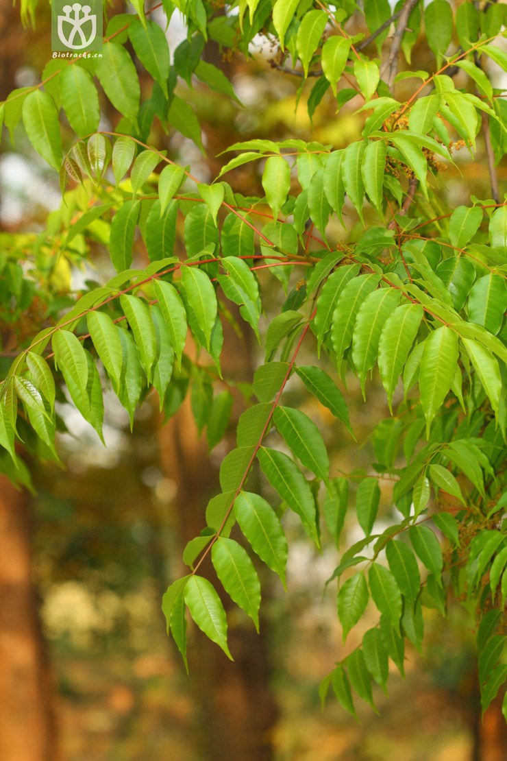 南酸枣树树叶图片