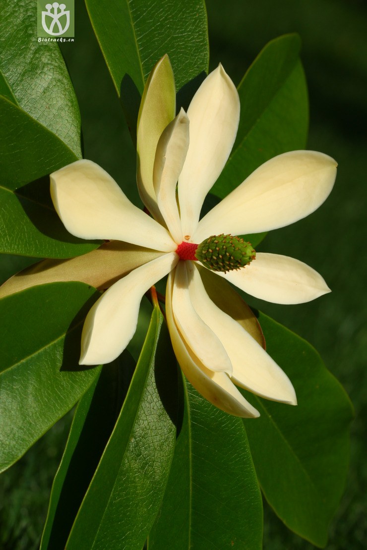 manglietia hookeri中缅木莲2012-04-09xx-yn (13).