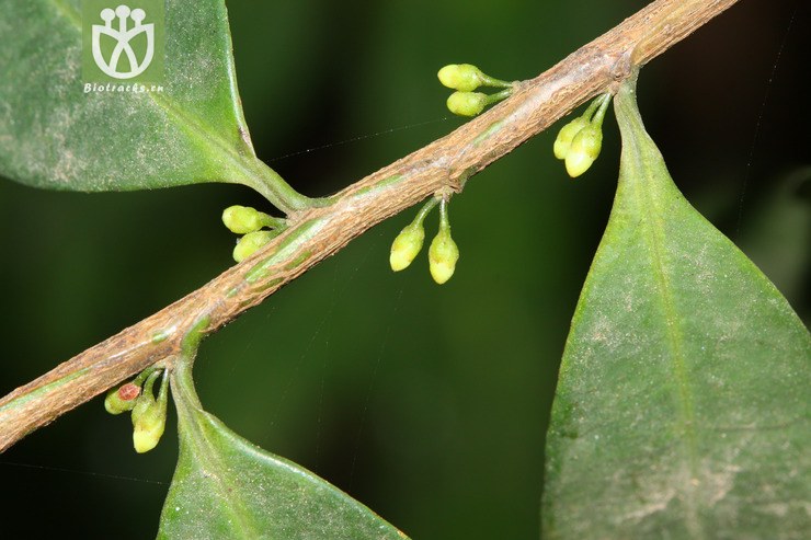 100% eurya nitida细齿叶柃2011-12-13xx-yn (10).