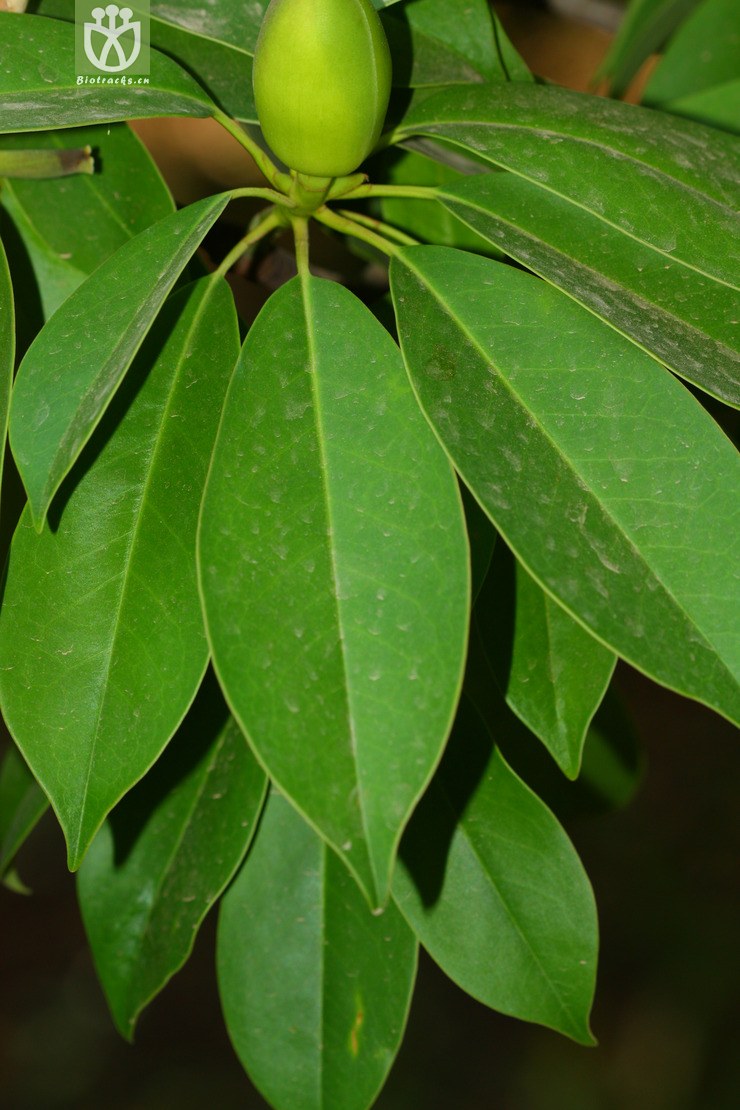 manglietia obovalifolia倒卵叶木莲2012