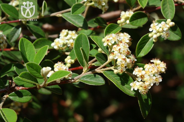 cotoneaster coriaceus厚葉栒子2012-05-03xx-yn (6).jpg