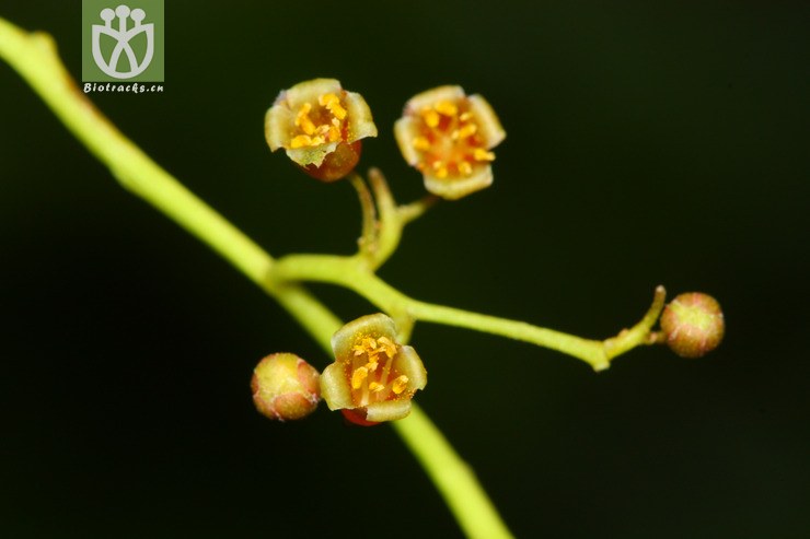 axillaris南酸枣2012-03-17xx-yn (1 相邻时间拍摄的照片      张