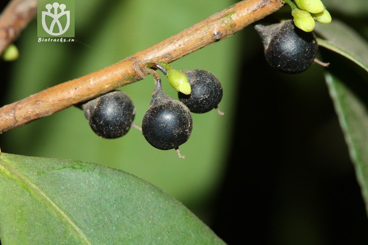 100% eurya nitida细齿叶柃2011-12-13xx-yn (3).