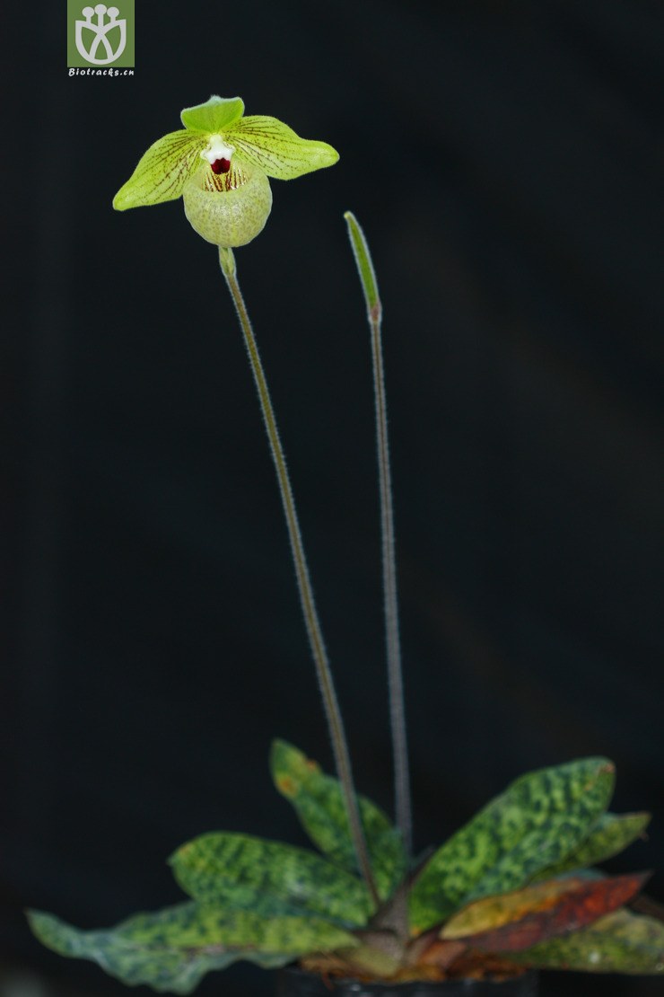 paphiopedilum malipoense麻栗坡兜兰2012-04-12xx-yn (5).