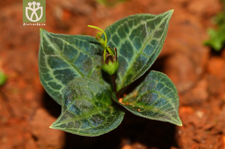 paris luquanensis禄劝花叶重楼【focyzzw】2012-04-17xx-yn (0).