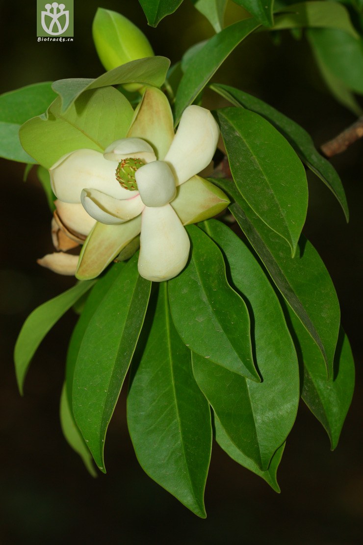 manglietia obovalifolia倒卵叶木莲2012-05-05xx-yn (4).