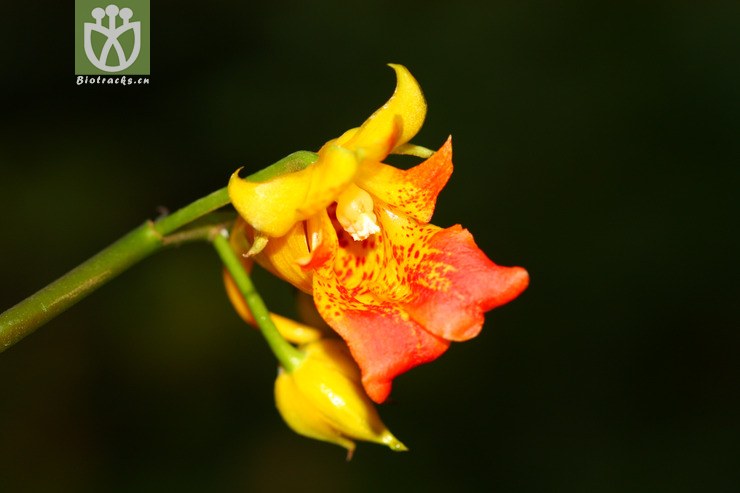 100% impatiens apalophylla大叶凤仙花【g】2012-10-07xx-yn (2).