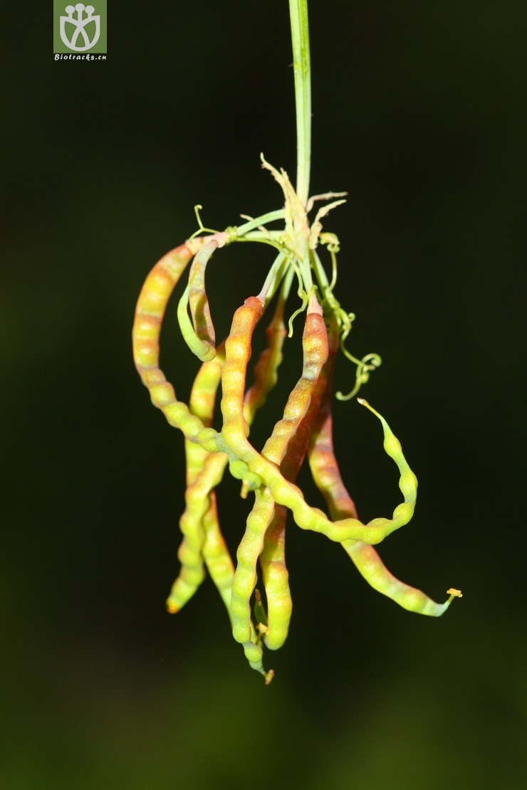 dactylicapnos torulosa扭果紫金龙【可以处理】2012-09-14xx-yn (2).