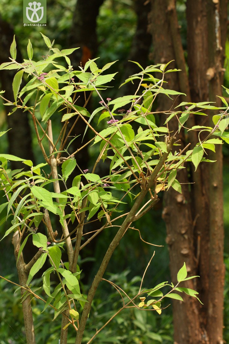 rubella f. angustata狭叶红紫珠2012-07-02x