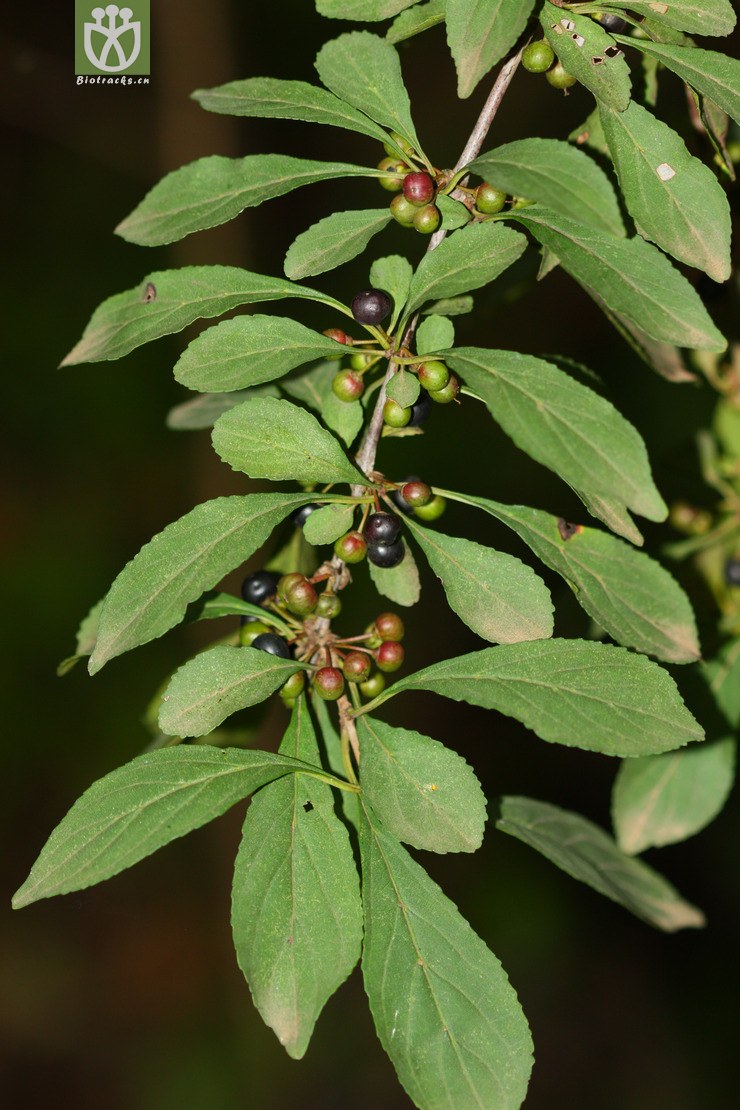 virgata帚枝鼠李【可以处理】【z】2012-09-15xx-yn     相邻时间