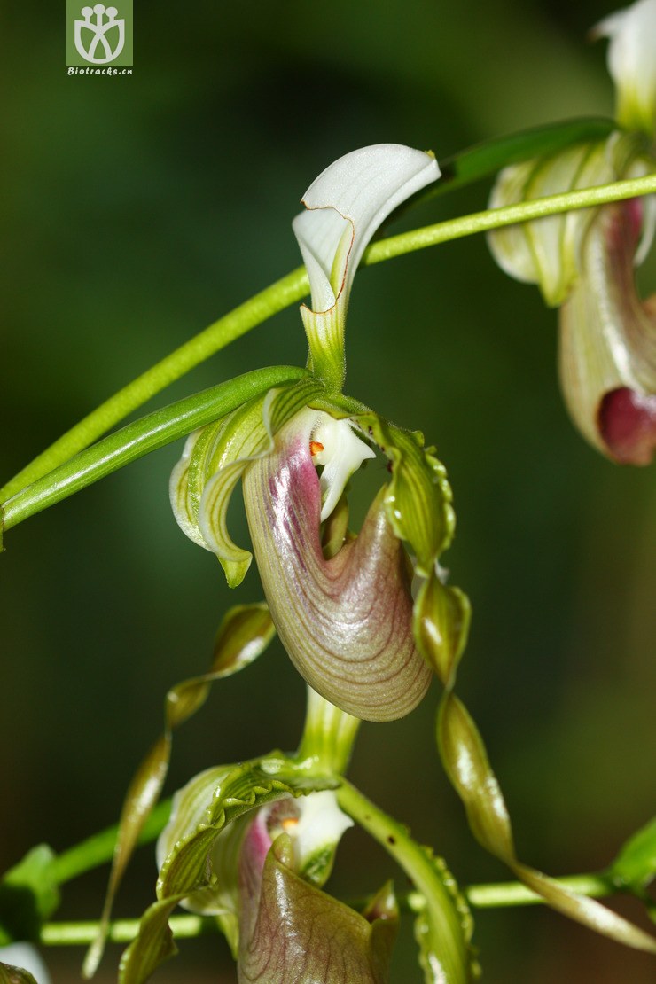 paphiopedilum parishii飘带兜兰【zyg】2012-09-04xx-yn (11).