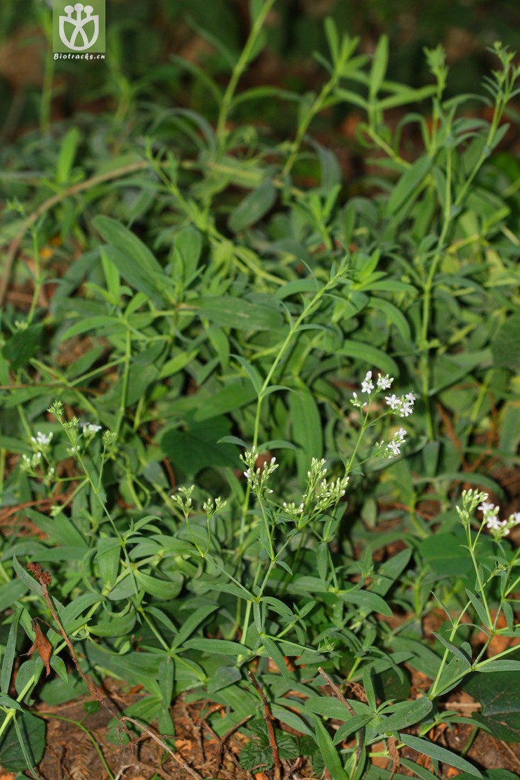 gypsophila oldhamiana长蕊石头花【g】2012-07-02xx-yn (11).