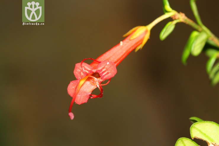 aeschynanthus buxifolius黄杨叶芒毛苣苔【zg或加y】2012-08-07xx-yn