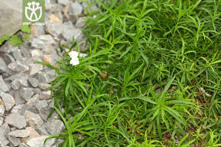 achillea ptarmica the pearl珍珠蓍【cfhyzzw】【g】2012-10-17
