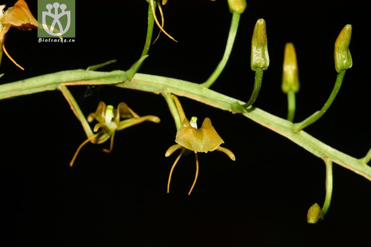 bootanensis镰翅羊耳蒜【g】2012-10-01xx-yn  相邻时间拍摄的照片