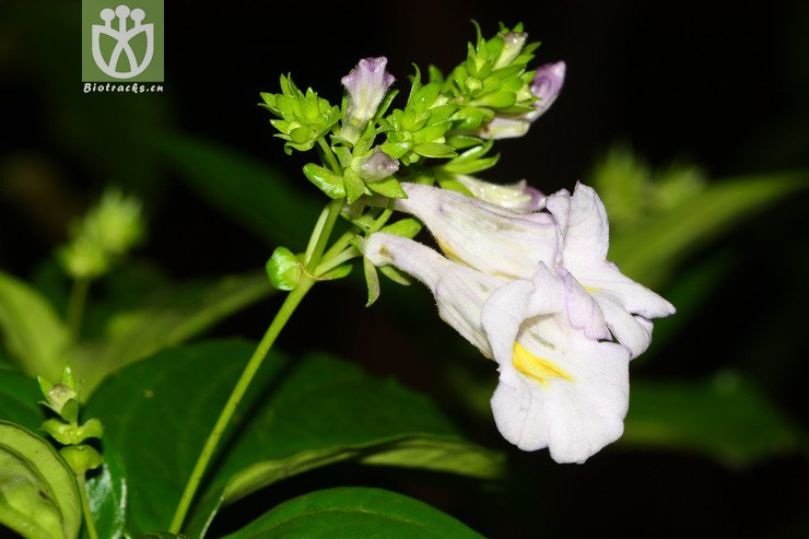 serratus齿叶吊石苣苔【可以处理】〓b121〓2012-07-2 相邻时间拍摄