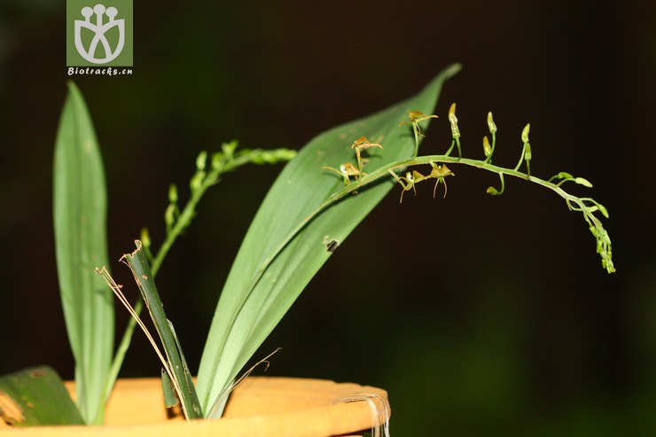 bootanensis镰翅羊耳蒜【g】2012-10-01xx-yn  相邻时间拍摄的照片