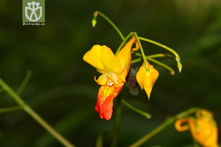 impatiens apalophylla大叶凤仙花【g】2012-10-07xx-yn (1).