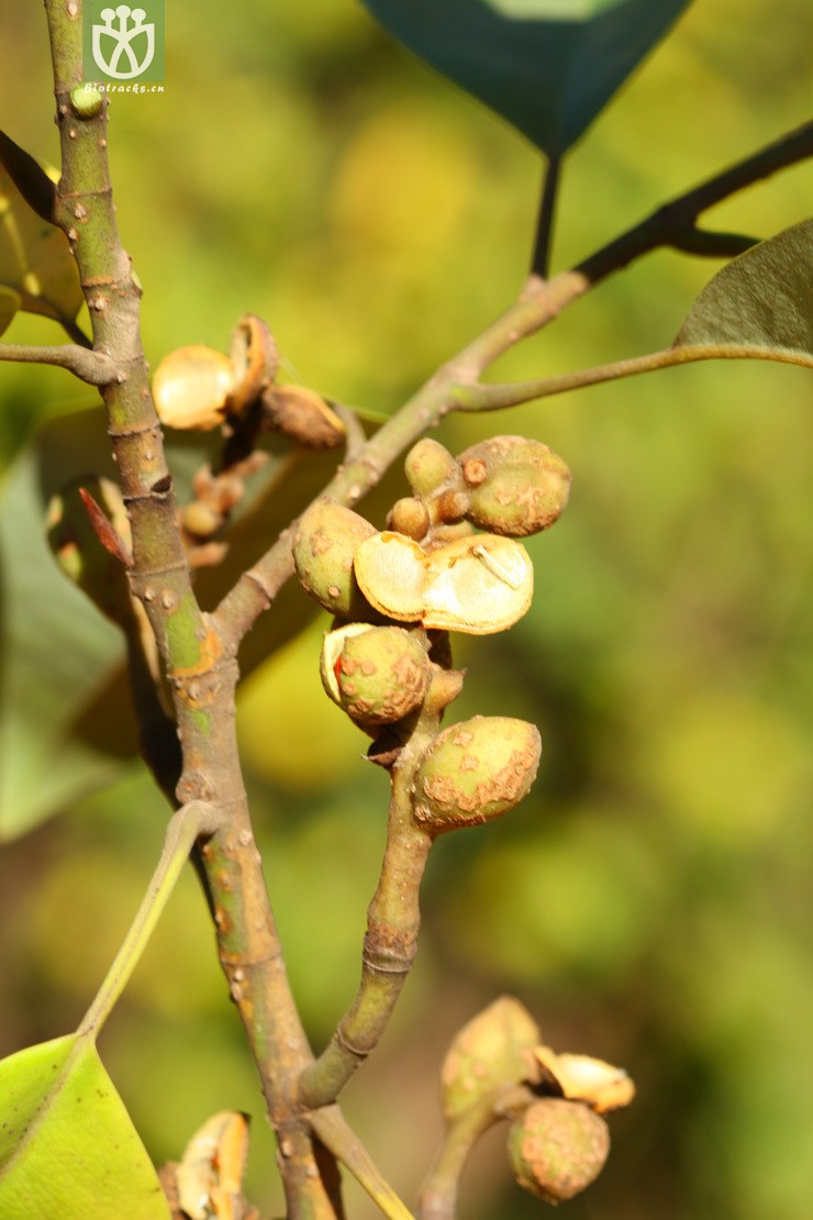 michelia macclurei醉香含笑【可以处理】2012-11-25xx-yn (4).