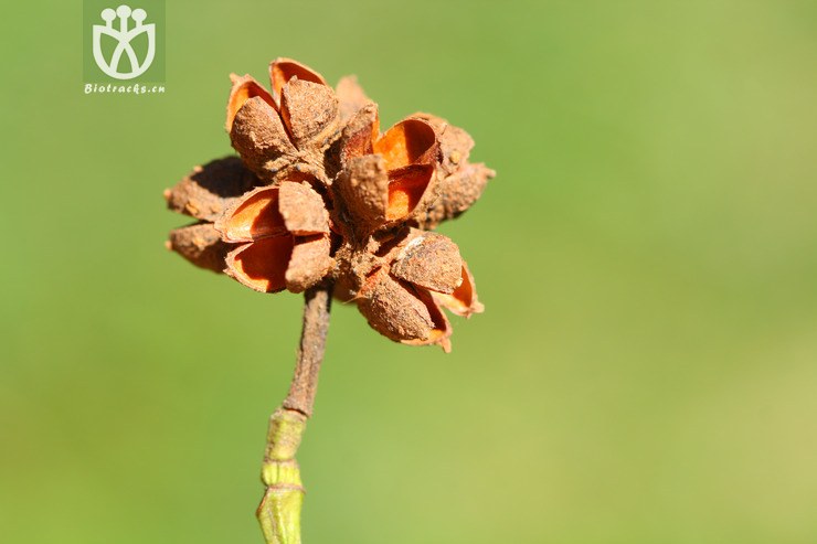 exbucklandia tonkinensis大果马蹄荷【z♂】2013-01-31xx-yn (17).