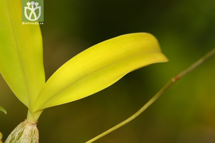bulbophyllum hirtum落叶石豆兰【g】2012-12-16xx-yn (2).jpg