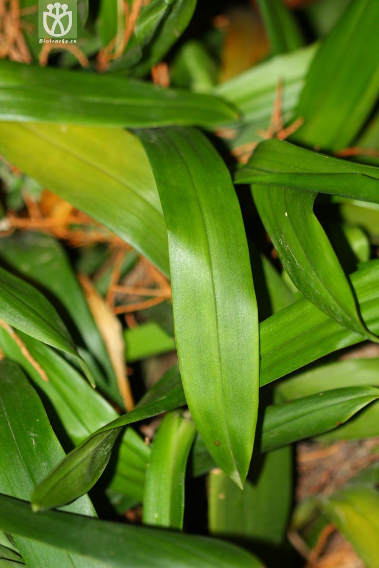 图片信息-kingdonia-植物云数据