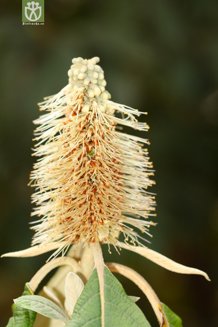 45% leucosceptrum canum米团花【可以处理】2013-02-03xx-yn (13).