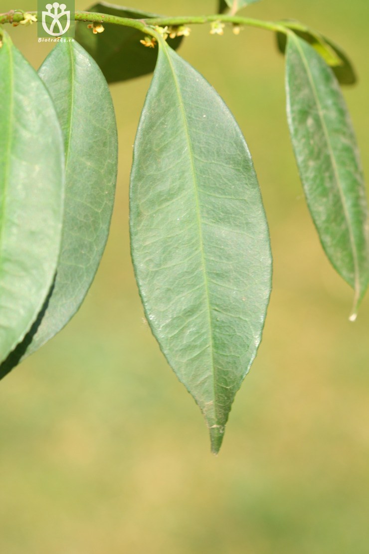 图片信息-kingdonia-植物云数据