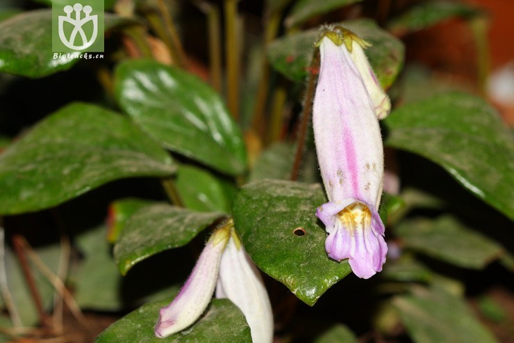 briggsia longipes盾叶粗筒苣苔【g】2012-11-25xx-yn (3).