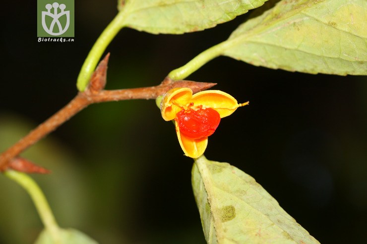 celastrus gemmatus大芽南蛇藤【h】2012-12-21xx-yn (2).