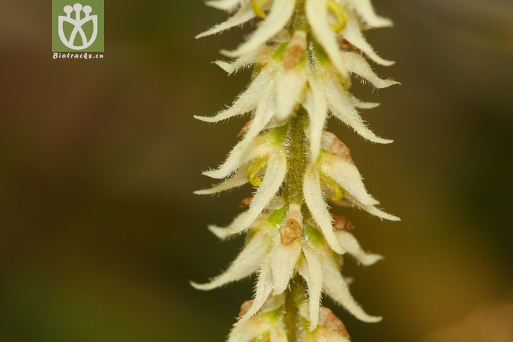 bulbophyllum hirtum落叶石豆兰【g】2013-02-03xx-yn (13).