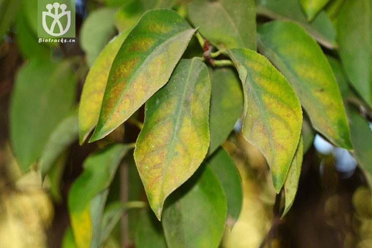 celastrus gemmatus大芽南蛇藤【h】2012-12-21xx-yn (3).