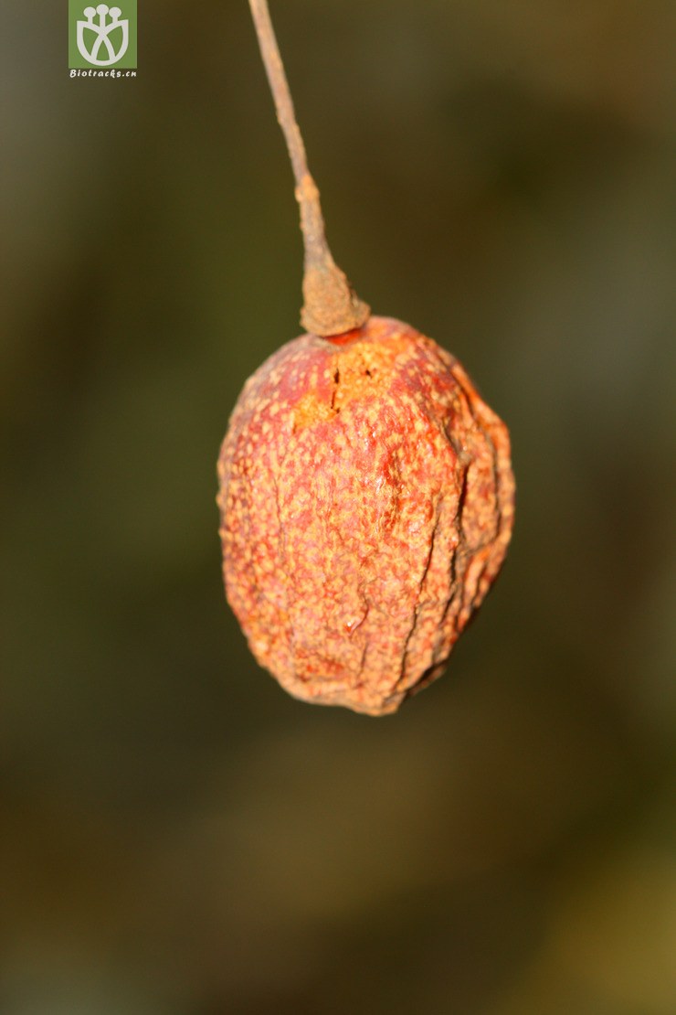 vilmoriniana光叶珙桐【zy】2013-02-03xx-yn 相邻时间拍摄的照片